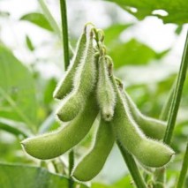 丹尼斯克 雙乙酰酒石酸165